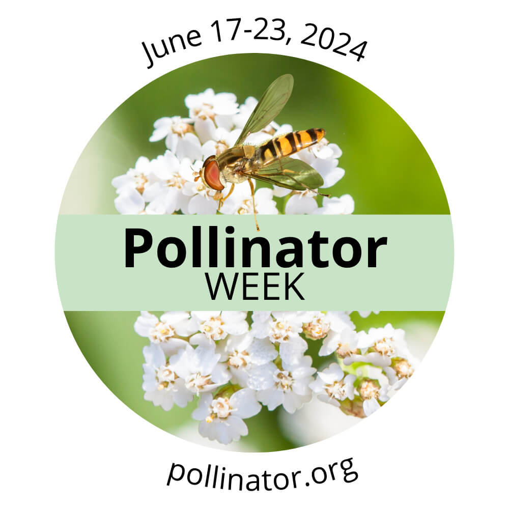 Celebrating Pollinator Week 2024 Birds As Pollinators Wild Bird Feeding Institute 8285