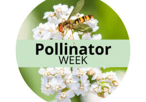 Pollinator_Week_Logo_2024_English