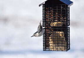 white-breasted nuthatch Courtney Celley USFWS[88]